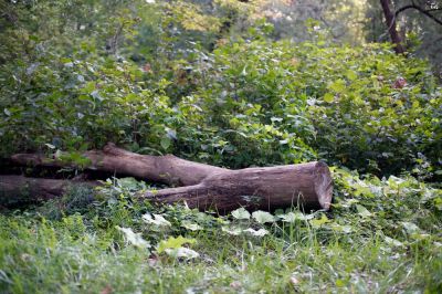Remove Branches and Debris!