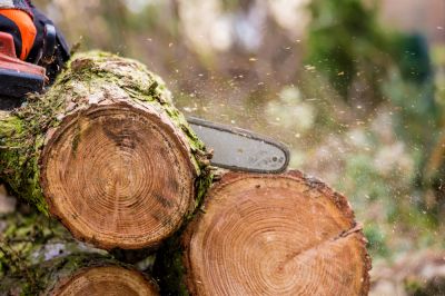 Remove Tree Stumps and Tree Growth!